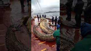 Giant Sea Monsters Caught by Fishermen 🐙🎣GiantSeaCreatures FishingDiscoveries OceanMysteries [upl. by Asiluj]