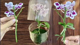 How to sow roots Propagating orchids from cuttings in plastic bottles [upl. by Naitsihc]