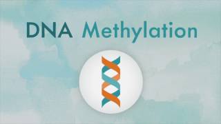 How DNA methylation works [upl. by Nancey]