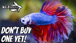 Dont Buy A Betta Fish Without Watching This First 10 Things You Should Know About Betta Fish [upl. by Budd]