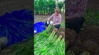 Ornamental palm tree root wrapping process [upl. by Desireah644]