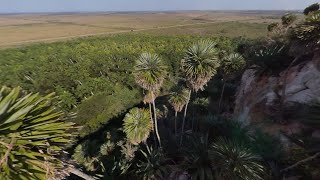 The Palms of Western Cuba Hemithrinax Copernicia Coccothrinax etc [upl. by Schwerin]