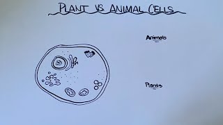 Plant vs Animal Cells [upl. by Huppert]