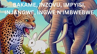 UMUGANI  BAKAME  INZOVU IMPYISIINJANGWE INGWE IMBWEBWE MUSHYOSHYO N INYOBYA [upl. by Salene640]