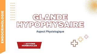 Glande hypophysaire Aspect physiologiques actions des hormones neurohypophysaires ADH et Ocytocine [upl. by Lowndes927]