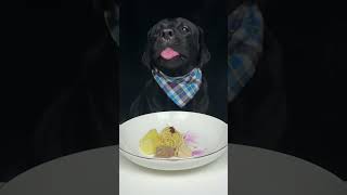 Labradors mom failed to control the floodgates today Cute pet debut The daily life of a silly dog [upl. by Richelle]