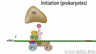 Animation of Protein Synthesis Translation in Prokaryotes [upl. by Berliner556]