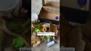 Make a Busy Box for cats Easy and FREE enrichment activity [upl. by Akira22]