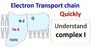 NADH dehydrogenase complex 1 of ETC [upl. by Atiuqrahc]