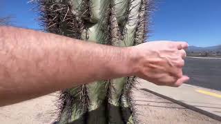 🌵Saguaro of the Day🌵 MISTER CACTUS FACE 😆 Has a Nice Mountain View on La Cañada Dr 🌞💕 [upl. by Kiran]