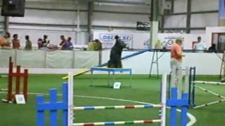 Hilo  Briard in excellent standard agility  73110 [upl. by Alliuqal]