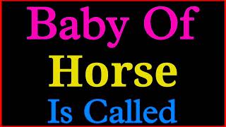 Baby of Horse is called  Horse ka baby  Horse ke child ko kya kahate hain [upl. by Bourne]