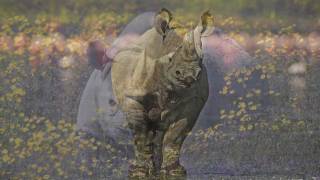 African rhino poaching crisis  WWF [upl. by Gilburt]