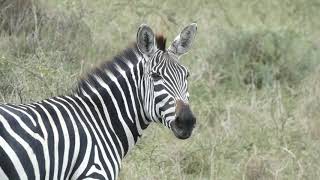 Burchells zebra grazing  Akagera NP Rwanda [upl. by Dietsche]