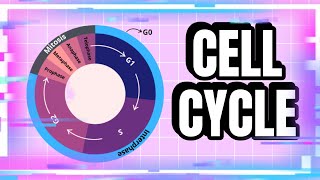 The Steps in the Cell Cycle Explained biology cellcycle cellbiology cell [upl. by Naitsihc316]