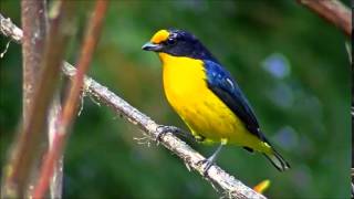 Violaceous Euphonia song [upl. by Elem]