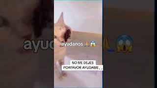 La encontramos así Con una herida en su carita 😭😢😮‍💨Ayúdanos 🙏🙏🙏 [upl. by Pember]