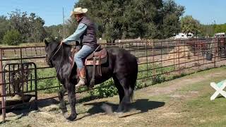 Jezabelle 11 yr old 15 hand Friesianmorgan mare riding and driving [upl. by Yblocaj508]