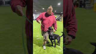 Focus Heeling lesson with black malinois [upl. by Bergess666]