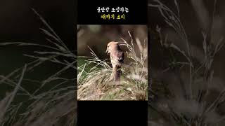 때까치암컷 Bullheaded Shrike sound [upl. by Htebazle706]