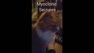 Old cat with Feline Audiogenic Reflex Seizures FARS 2 types of seizures [upl. by Ireva109]