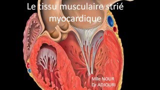 HISTOLOGIE Le tissu musculaire strié myocardique [upl. by Korman]