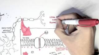 Pharmacology  Local Anaesthetic [upl. by Ahtenek668]