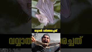 വവ്വാൽ വർത്തരച്ചത് 🦇 [upl. by Nahtanha15]