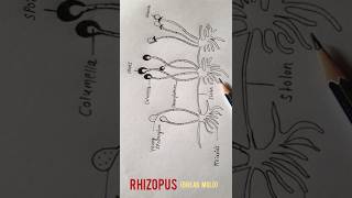 How to draw Rhizopus Bread mold shorts [upl. by Aaren]