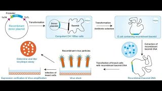 Baculovirus insect cell expression system [upl. by Nyrem]