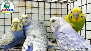 we start again breeding New 5 pairs spangle budgies [upl. by Nallid753]