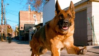 German Shepherd Dog Running In 4K Slow Motion  Alsatian Shepherd Dog [upl. by Cinimod]