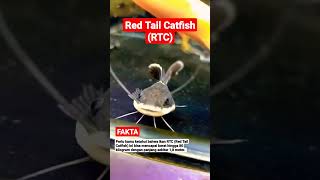 RED TAIL CATFISH RTC [upl. by Letitia]