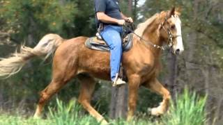 Commander  SMOOOTH Tennessee Walking Horse Trail Horse Deluxe For Salewmv [upl. by Patsis]