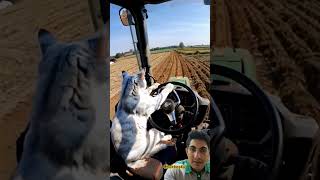 reaction video Chukkas4upart16 viralvideo viralshort viralreels cat viral [upl. by Detta]