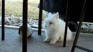 Lionhead Bunny Peruvian Guinea Pigs Bichon amp Shihtzu Playing amp Eating [upl. by Llechtim]