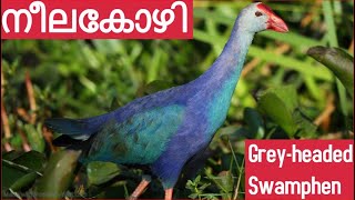 Greyheaded Swamphen  നീലക്കോഴി  Neela Kozhi  Purple Swamphen  Wildlife  Kerala bird species [upl. by Flemming]