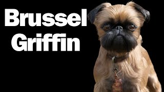 All about the Brussels Griffon  What you need to know [upl. by Clarkin115]