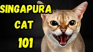 Singapura Cat Pros and Cons  Facts Everything You Need To Know [upl. by Inavihs]