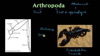 Phylum Arthropoda  part 1  Animal kingdom  Biology  Khan Academy [upl. by Areis]