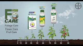 F3 Care Complete protection from Fungal diseases for Chilli crop  Bayer [upl. by Synned379]