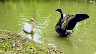 Rare Swoose in England  Hybrid Bird of a Swan cross Goose [upl. by Randolf]