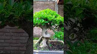 bonsai beringin elegan istimewa [upl. by Ahsiam]