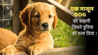 STORY OF A DOG  Movie Explained In Hindi  Mobietvhindi [upl. by Ajroj]