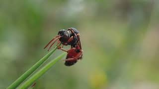 Tormentil Nomad Bee Nomada roberjeotiana roosting Bodmin Moor Cornwall 23 July 2024 [upl. by Mohn]