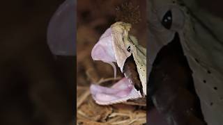 Gaboon Viper FANG Falling Out [upl. by Ekez571]