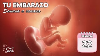 ❤️ Semana 22 de embarazo 🤰 Síntomas consejos y desarrollo del bebé  El embarazo semana a semana [upl. by Aihcats]