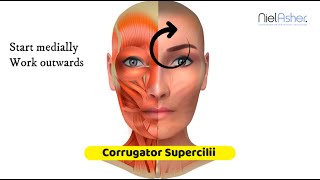 Corrugator Supercilii Muscle  Massage Anatomy [upl. by Stryker]