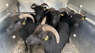 Hebridean Sheep  wild as [upl. by Seabury826]