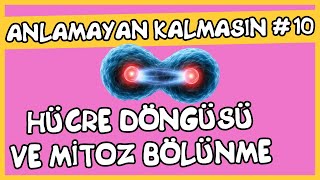 Anlamayan Kalmasın 10 Hücre Döngüsü ve Mitoz Bölünme [upl. by Nnawtna]